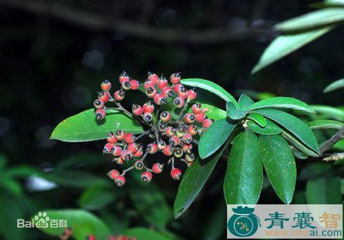 中药材鸡婆子图片