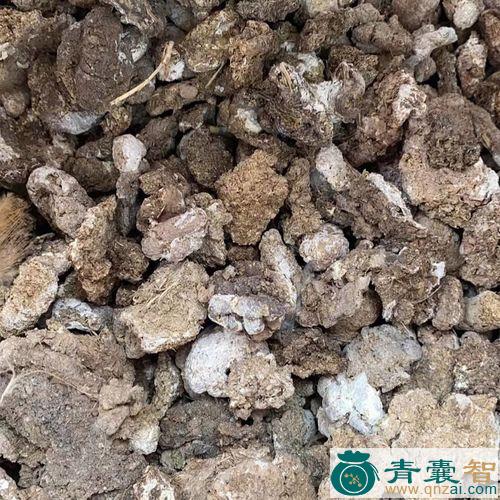 鸡子粪的性味归经以及功效用法-青囊智