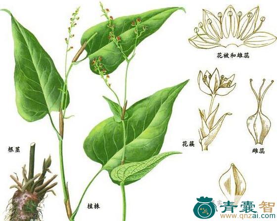 中药材鸡心七图片