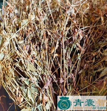 鸡心草的性状性味归经以及功效用法-青囊智
