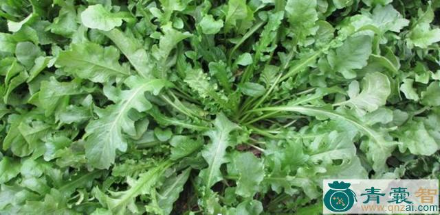中药材鸡心菜图片