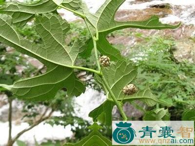 中药材鸡桑根图片