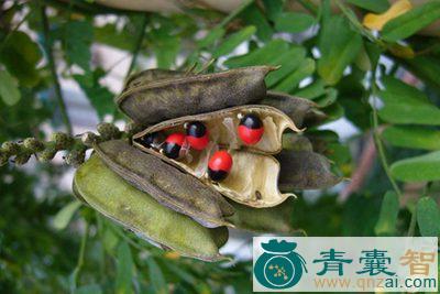 中药材鸡母珠图片