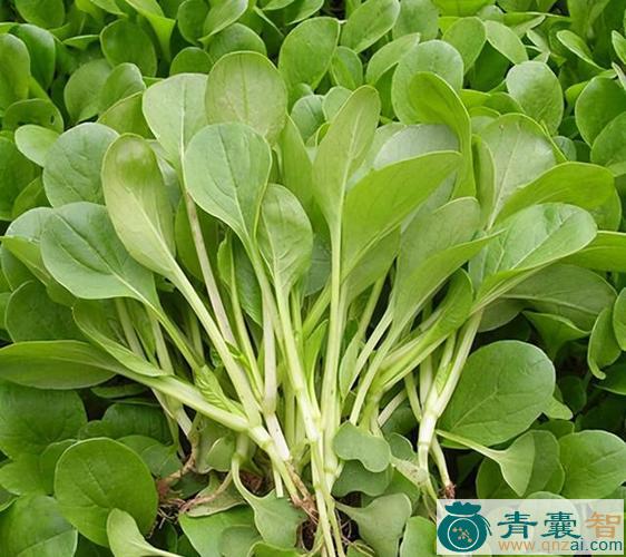 中药材鸡毛菜图片