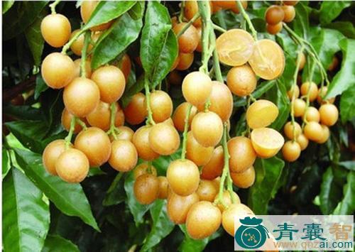 中药材鸡油果图片