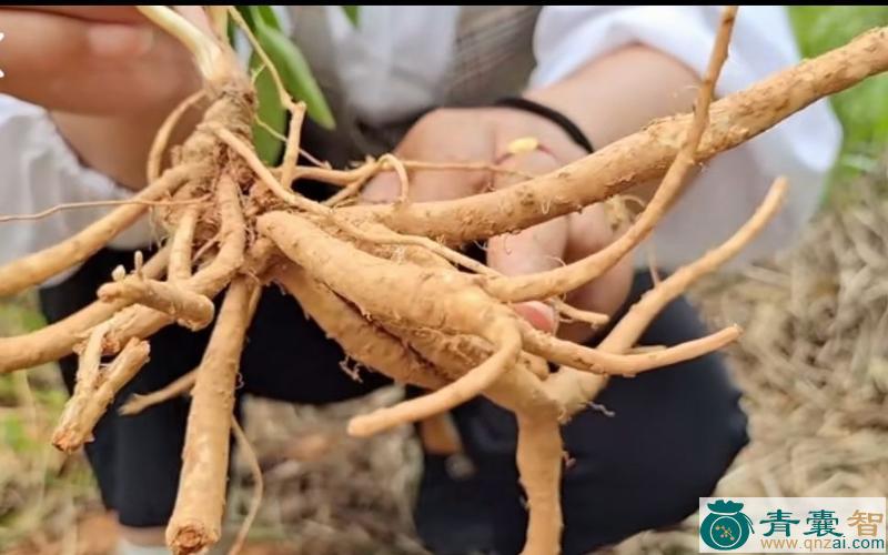 中药材鸡爪参图片