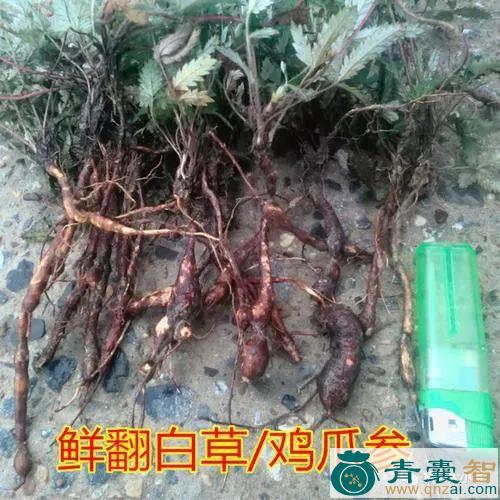 鸡爪沙的性状性味归经以及功效用法-青囊智