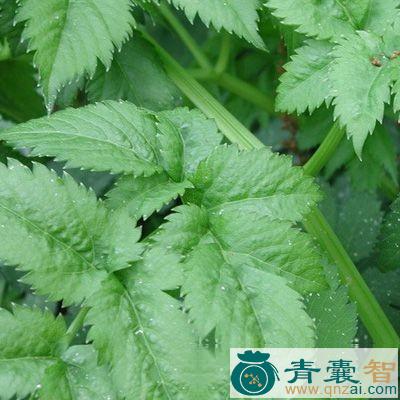 中药材鸡爪芹图片