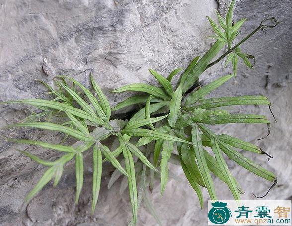 中药材鸡爪草图片