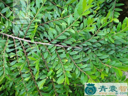 中药材鸡眼树图片