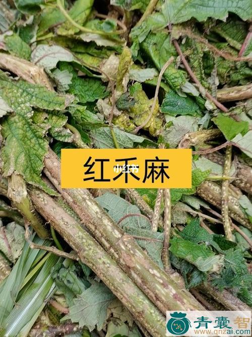 中药材鸡窝红麻图片