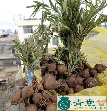 中药材鸡窝薯图片