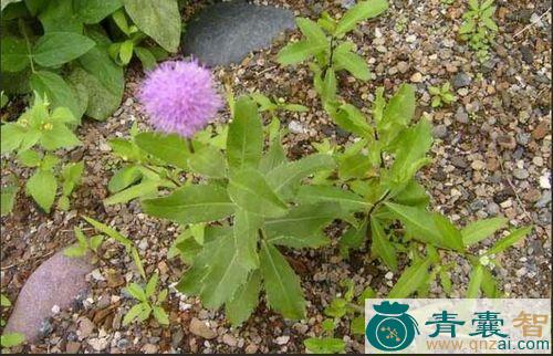 中药材鸡翔草图片