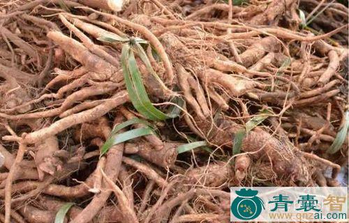 中药材鸡肚子根图片