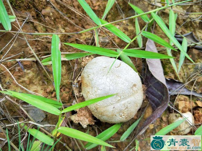 鸡肾菌的性状性味归经以及功效用法和注意事项-青囊智