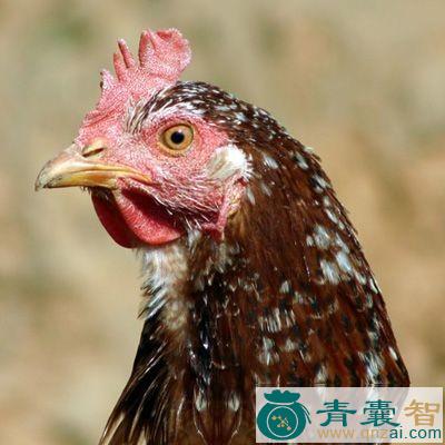 中药材鸡脑图片