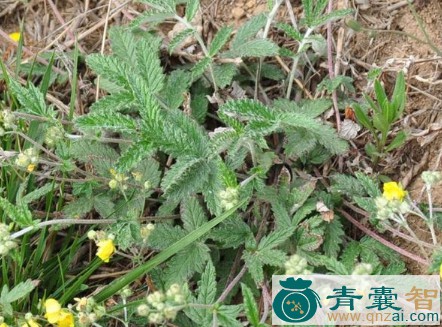 中药材鸡脚参图片