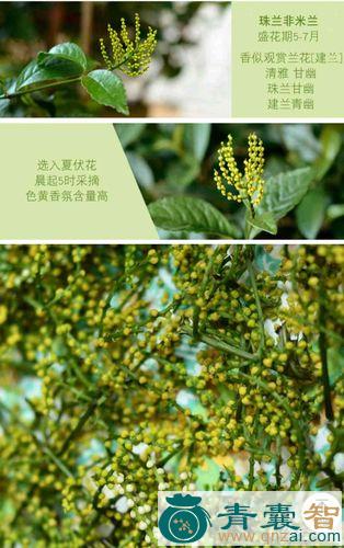 中药材鸡脚玉兰图片