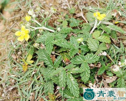中药材鸡腿莲图片