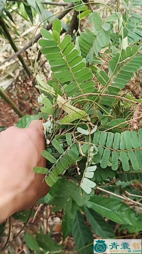 中药材鸡腿藤图片