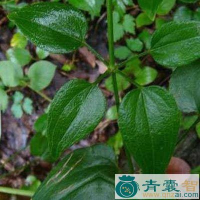 中药材鸡血兰图片