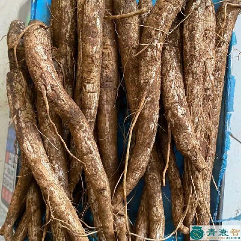 中药材鸡谷根图片