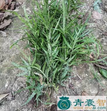 中药材鸡踝子草图片