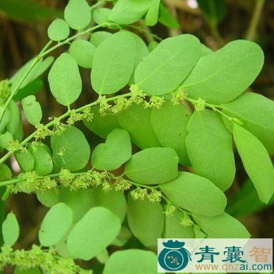 中药材鸡蹼图片
