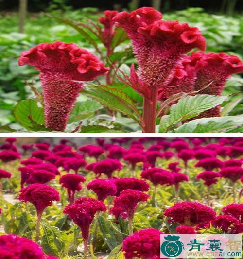 中药材鸡髻花图片