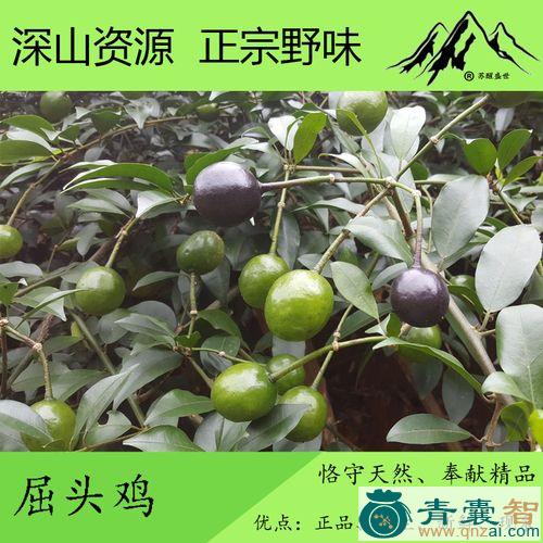 中药材鸢头鸡图片