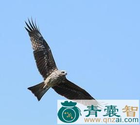 中药材鸢脑髓图片