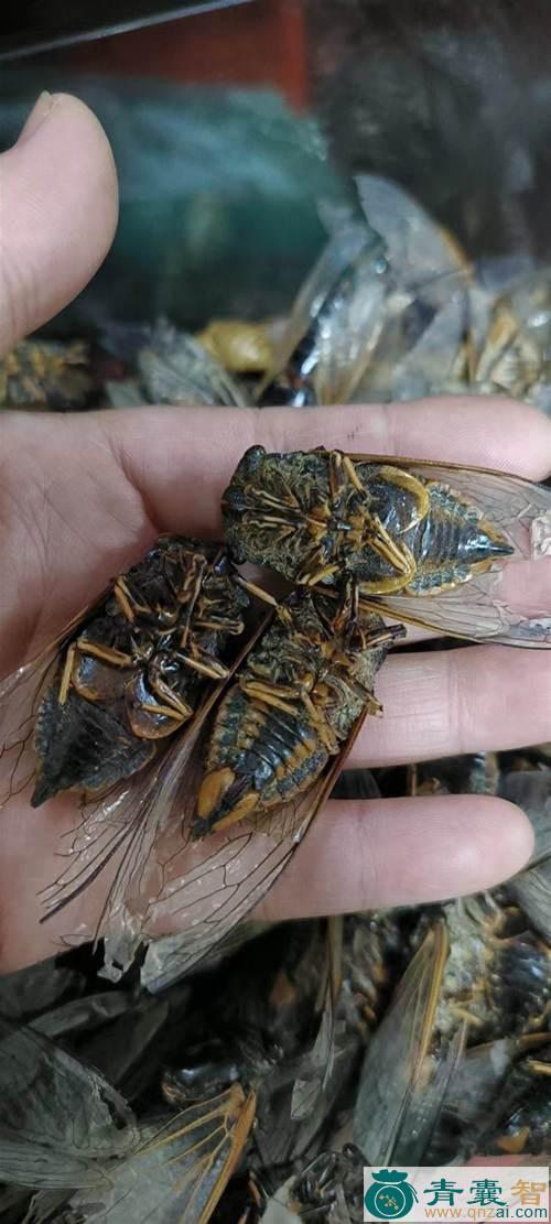 中药材鸣蝉图片