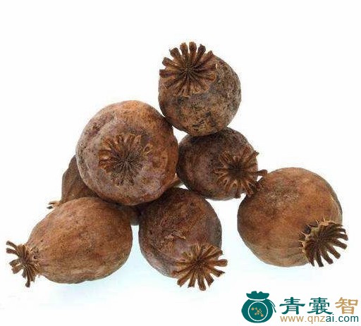 中药材鸦图片
