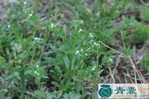 中药材鸦衔草图片