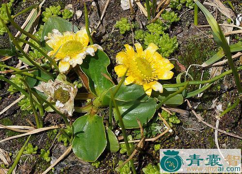 中药材鸦跖花图片