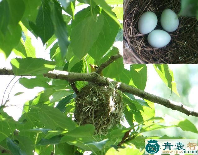 鸦雀子窝的性状性味归经以及功效用法-青囊智