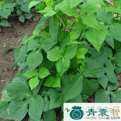 中药材鸭儿芹果图片