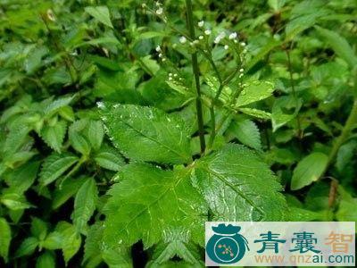 中药材鸭儿芹根图片
