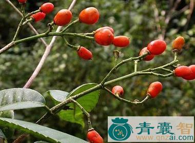 中药材鸭公叶图片
