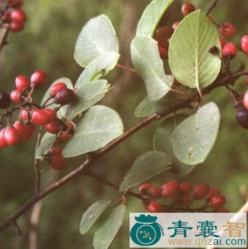 中药材鸭公尾图片