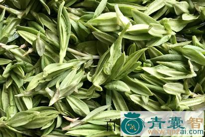 鸭嘴菜的性味归经以及功效用法-青囊智