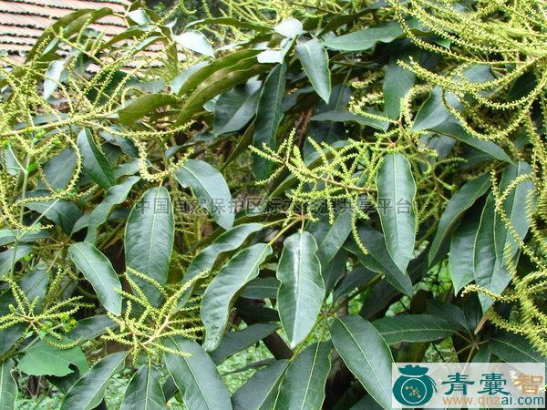 中药材鸭掌柴图片