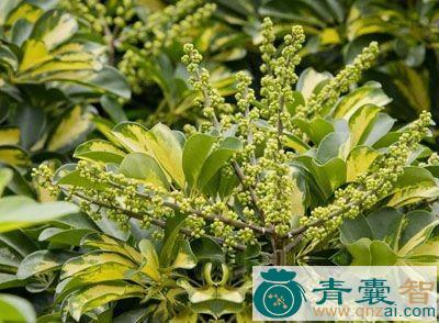 中药材鸭皂树皮图片