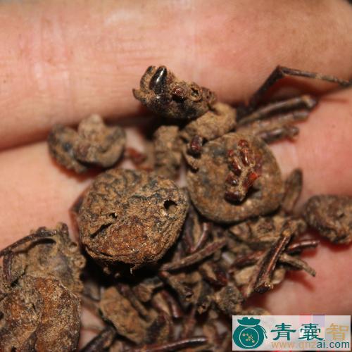 中药材鸭脚珠图片