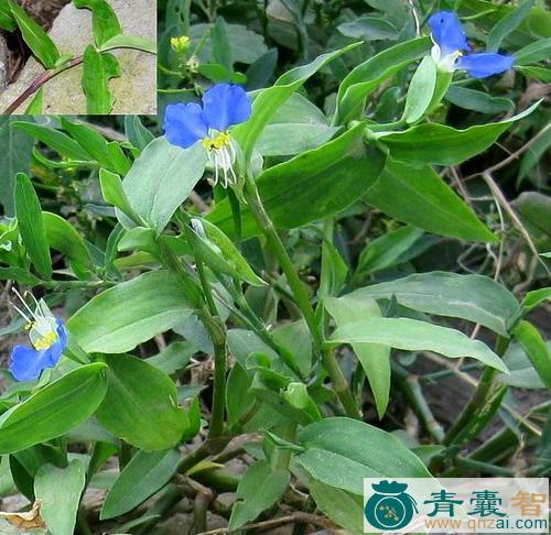 中药材鸭脚瓜子草图片