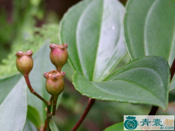 中药材鸭脚茶图片