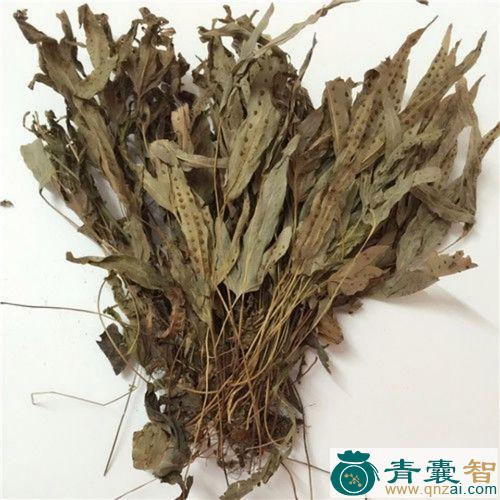 中药材鸭脚菜图片