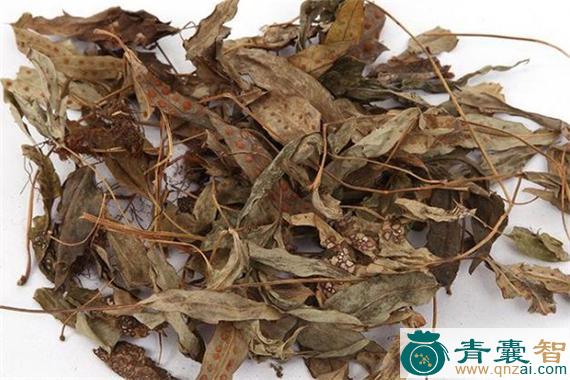 中药材鸭脚蓼图片