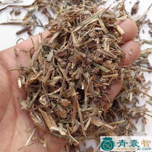 中药材鸭脷草图片