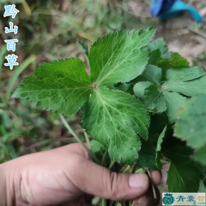 中药材鸭色盖图片